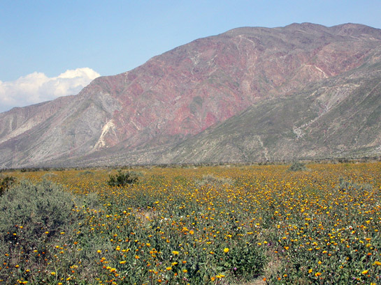 Anza-Borrego Desert Flowers