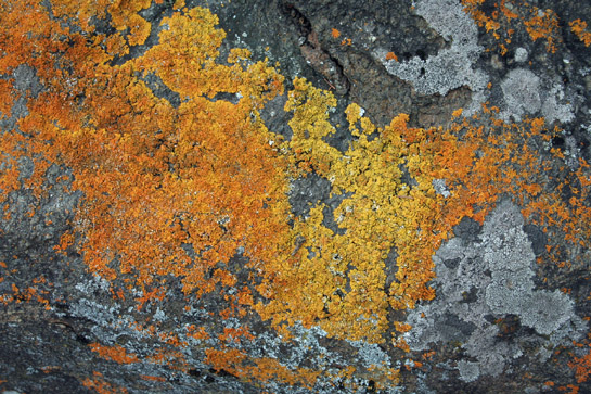 Lichen on large rock