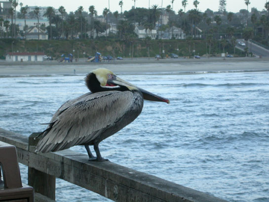 Pelican on pier