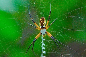 Female Yellow Garden Spider