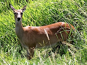 Berry Springs - White-tailed Deer