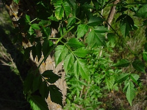 Chinaberry Tree - Melia azederach