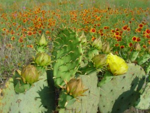 Common Prickly-pear Cactus