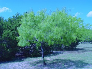 Honey Mesquite Tree - Prosopis glandulosa