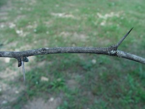 Honey Mesquite Thorns - Prosopis glandulosa