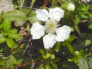 Western Dewberry - Rubus trivialis