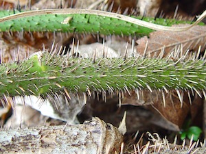 Bristly Greenbriar - Smilax tamnoices