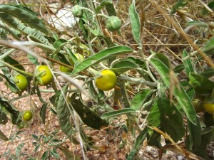 Silver-leaf Nightshade - Solanum elaeagnifolium