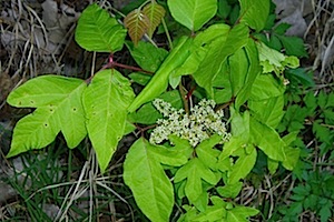 Poison Ivy - Toxicodendron radicans