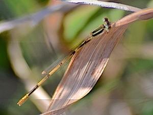 Citrine Forktail male - Ischnura hastata