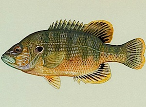 Berry Springs - Green Sunfish
