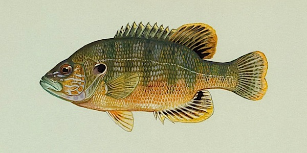 Green Sunfish - Lepomis cyanellus, Sketch courtesy of the U.S. Fish and Wildlife Service