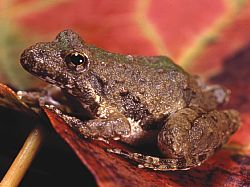 Blanchard's Cricket Frog - Acris crepitans blanchardi