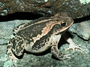 Gulf Coast Toad - Bufo nebulifer