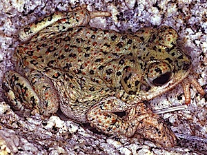 Red-spotted Toad - Bufo punctatus