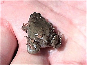 Great Plains Narrowmouth Toad - Gastrophyrne olivacea
