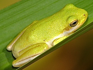 Green Treefrog - Hyla cinerea