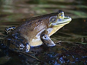 American Bullfrog - Lithobates catesbeiana