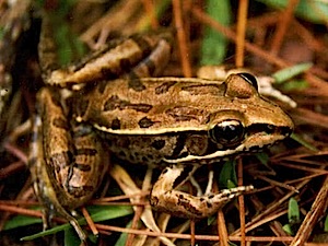 Rio Grande Leopard Frog - Rana berlandieri