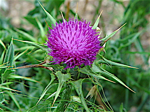 Berry Springs - Blessed Milk Thistle