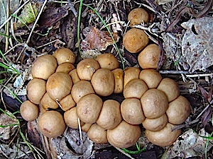 Pear-shaped Puffball - Lycoperdon pyriforme