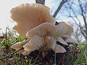 Oyster Mushroom - Pleurotus ostraetus