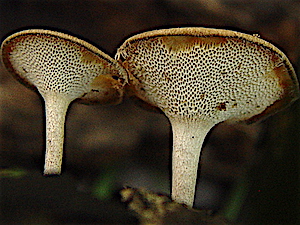 Polypora aricularius