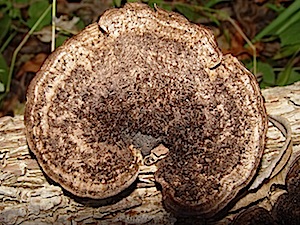 Hairy Bracket - Polyporus hirsutus