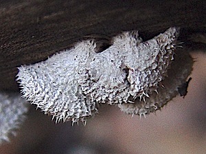 Split Gill Mushroom - Schizophyllum commune
