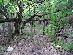 Berry Springs - Cedar Grove Trail
