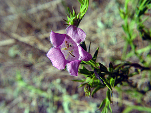 Agalinis heterophylla