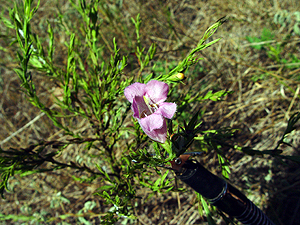 Agalinis heterophylla