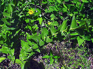 Silphium radula