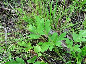 Ranunculus macranthus