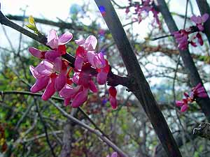Cercis canadensis texensis