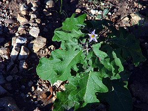 Solanum dimidiatum