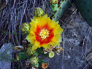 Berry Springs - Common Prickly Pear