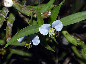Commelina erecta angustifolia