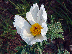 Argemone albiflora ssp. texana