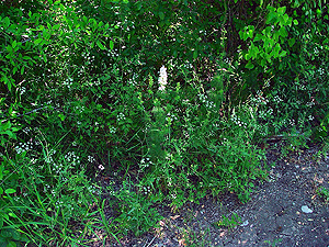 Delphinium carolinianum vinimeum