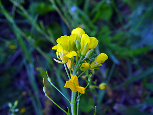 Lesquerella densiflora