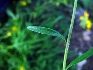 Lesquerella densiflora
