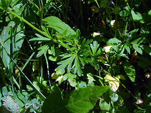 Geranium carolinianum