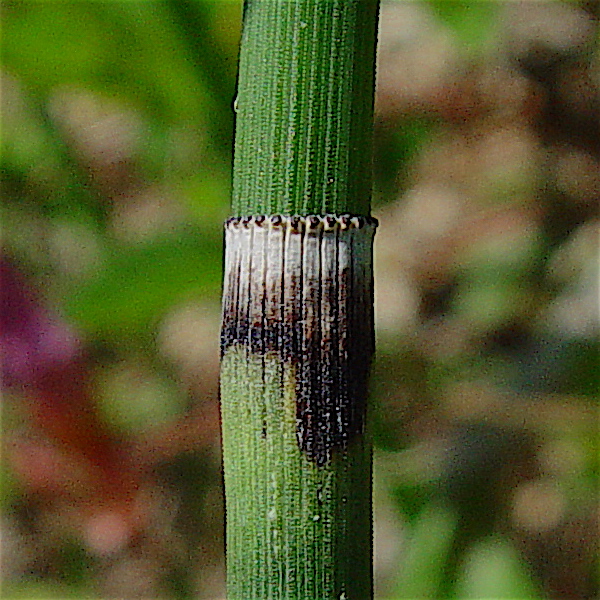 Scouringrush horsetail - Equisetum hyemale var. affine stem showing sheath.