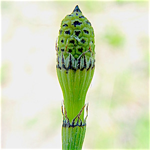 Equisetum hymenale var. affine fern cone