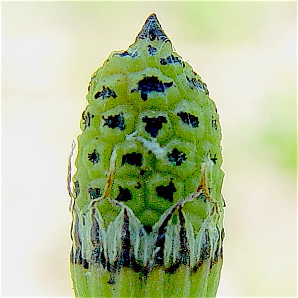Scouringrush horsetail - Equisetum hyemale var. affine showing pointed tip on the cone.