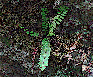 Asplenium resiliens fern environment