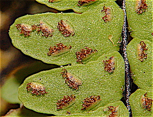 Asplenium resiliens fern spores