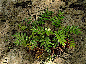 Cyrtomium falcatum fern environment