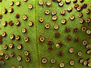 Cyrtomium falcatum fern spores